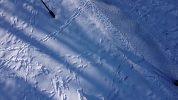 Vista Aérea Dron Volando Sobre Parque Invierno — Vídeo de stock