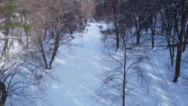 Вид Воздуха Беспилотник Летящий Над Зимним Парком — стоковое видео