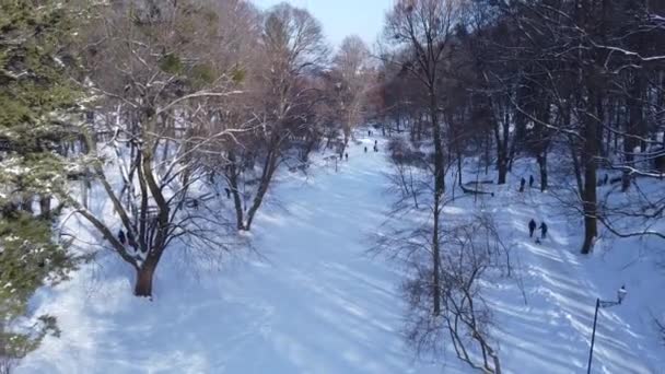 Veduta Aerea Drone Che Sorvola Parco Invernale — Video Stock