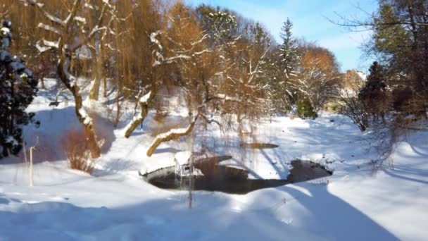 Winterpark Tauben Und Wildenten Teichnähe — Stockvideo