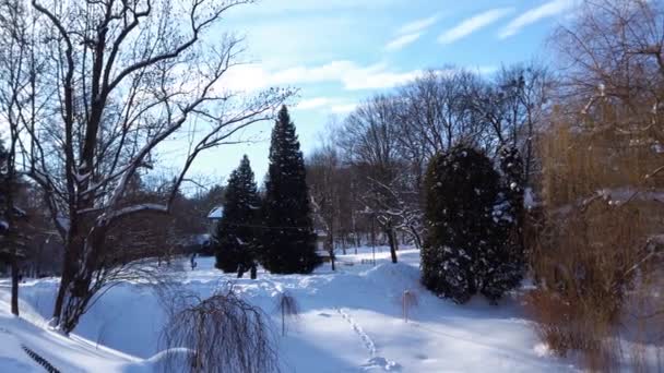 Winterpark Tauben Und Wildenten Teichnähe — Stockvideo