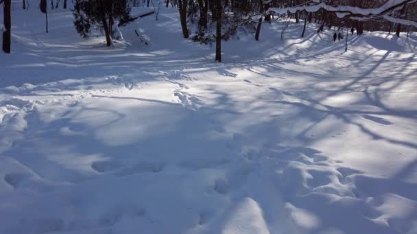 Snö Vinterparken — Stockvideo