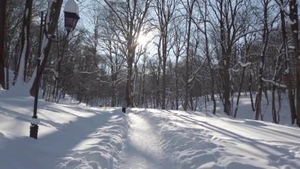 冬の公園の雪 — ストック動画