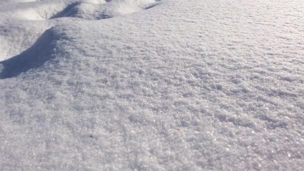 冬の太陽の光の中で雪 雪の背景 — ストック動画