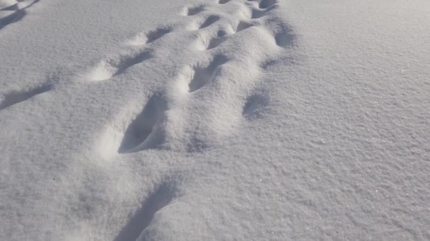 Snö Vintersolens Strålar Snö Bakgrund — Stockvideo