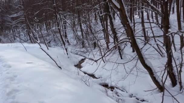 在冬季森林的雪地里奔流 — 图库视频影像