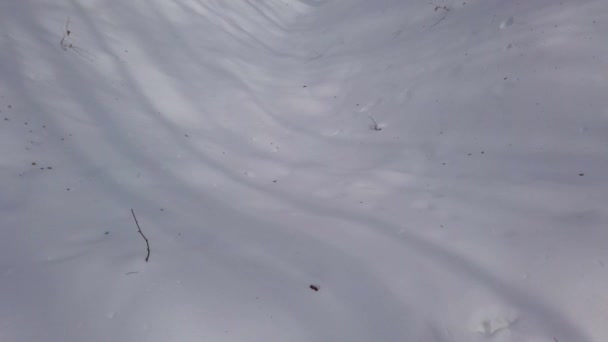 Neve Nella Foresta Invernale — Video Stock