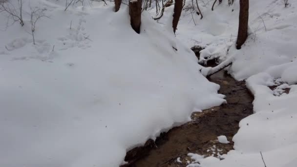 Ρεύμα Ανάμεσα Στο Χιόνι Στο Δάσος Του Χειμώνα — Αρχείο Βίντεο