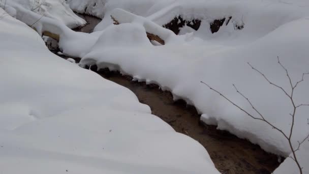 Potok Mezi Sněhem Zimním Lese — Stock video