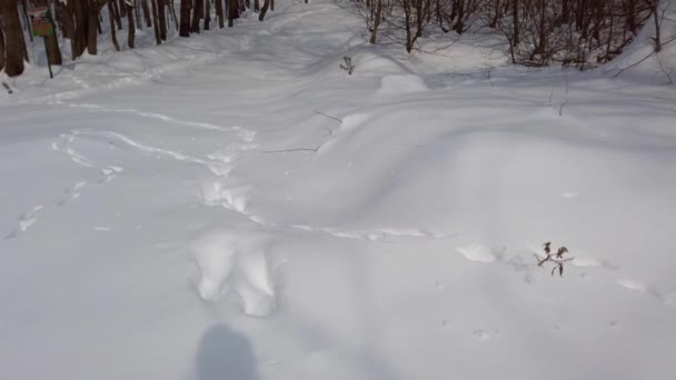 Neve Nella Foresta Invernale — Video Stock