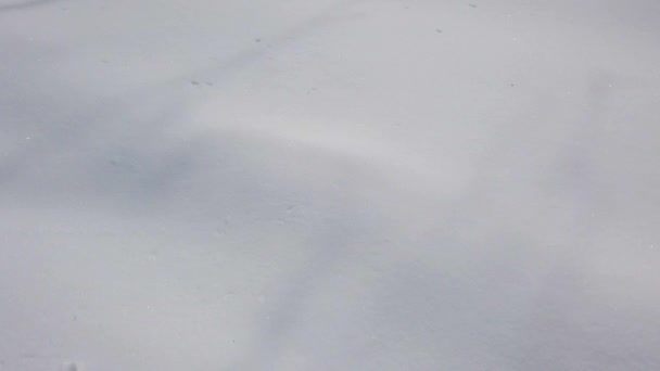 Снег Зимнем Лесу — стоковое видео