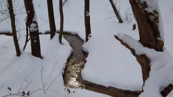 Потік Серед Снігу Зимовому Лісі — стокове відео