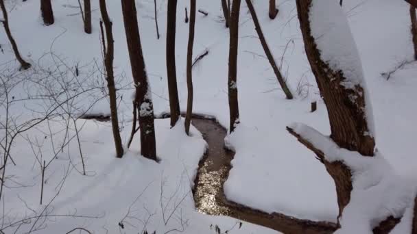 Bekken Blant Snøen Vinterskogen – stockvideo