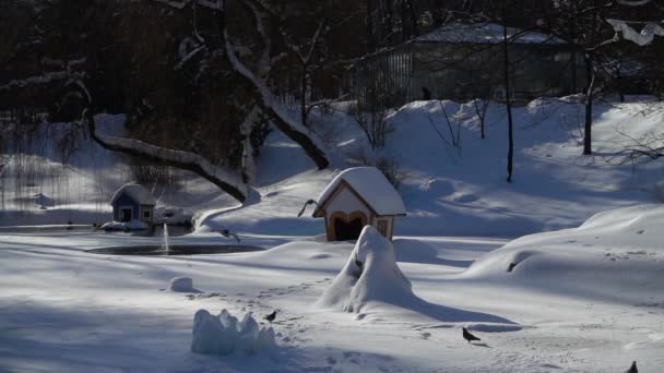 Brunnen Auf Einem Zugefrorenen See Einem Winterpark Taubenflug Zeitlupe — Stockvideo