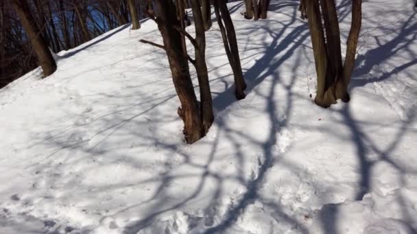 Árboles Parque Invierno — Vídeos de Stock