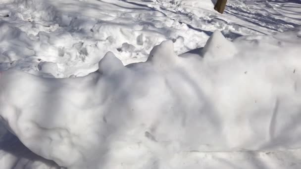 Динозавр Снігу Стрілянина Парку — стокове відео