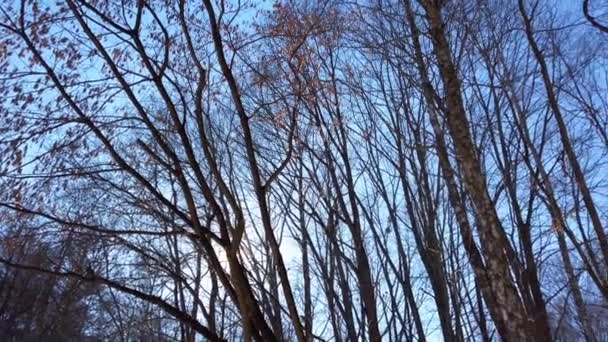 Strom Větví Pozadí Oblohy — Stock video