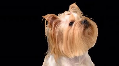 Yorkshire terrier. Alpha channel included.
