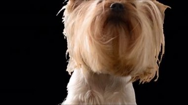 Yorkshire terrier. Alpha channel included.