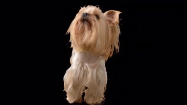 Yorkshire terrier. Alpha channel included.