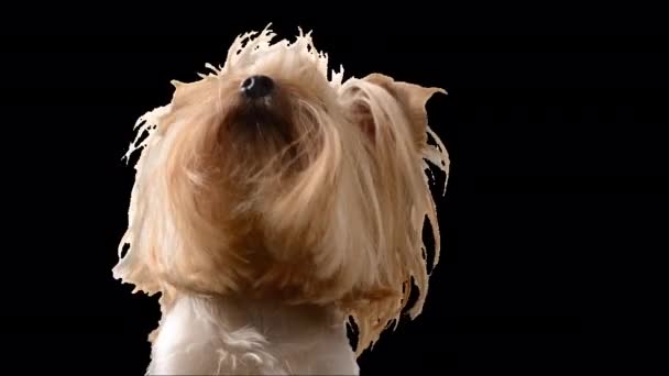 Yorkshire Terrier Alpha Channel Included — Vídeo de Stock