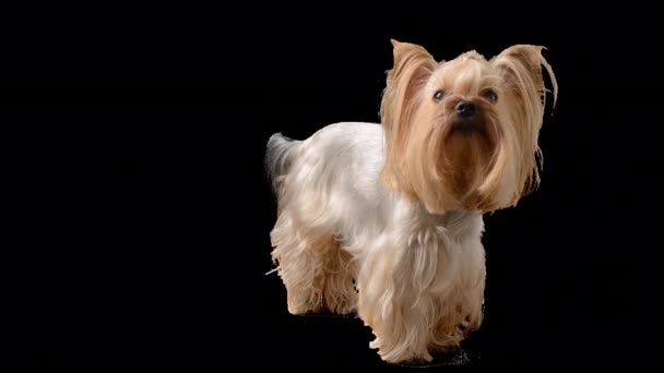 Yorkshire Terrier Alpha Channel Included — Stockvideo