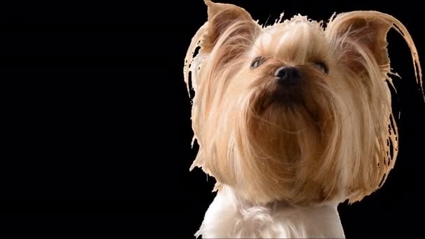 Yorkshire Terrier Alfakanal Ingår — Stockvideo