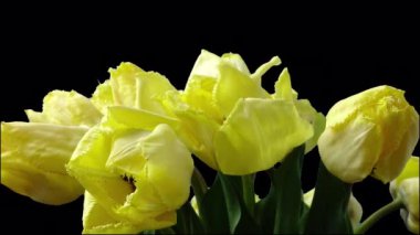 Shooting tulips, opening buds. Timelapse. Alpha channel included.