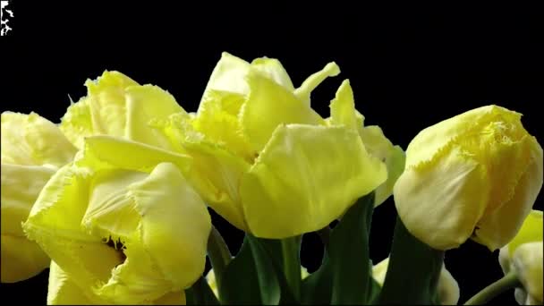 Shooting Tulips Opening Buds Timelapse Alpha Channel Included — Stockvideo