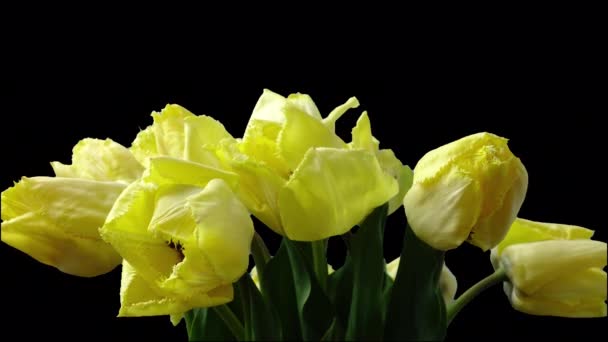 Strzelanie Tulipanów Otwieranie Pączków Czas Ucieka Tym Kanał Alpha — Wideo stockowe