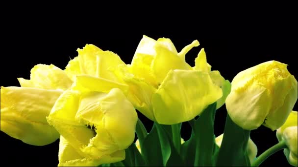 Shooting Tulips Opening Buds Timelapse Alpha Channel Included — Stok video