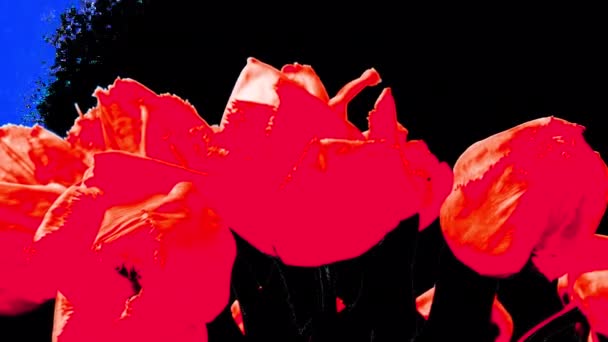 Střílení Tulipánů Otvírání Pupenů Načasování Alfa Kanál Zahrnut — Stock video