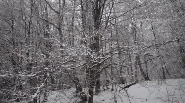 Ağaçların arka planında kar taneleri yağıyor.
