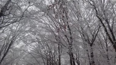 Kar fırtınasından sonra karla kaplı ağaçlar.