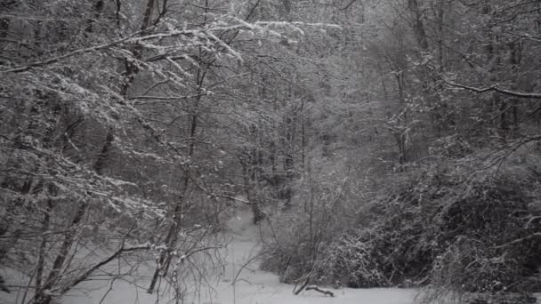 Fallende Schneeflocken Vor Dem Hintergrund Von Bäumen — Stockvideo