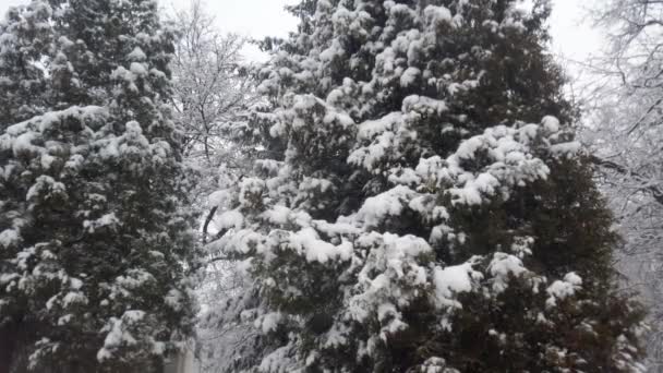 スプルースの木を背景に雪が降る — ストック動画