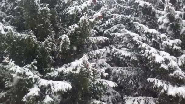 在云杉树的背景上飘落的雪花 — 图库视频影像