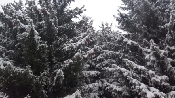 Caída Copos Nieve Sobre Fondo Los Abetos — Vídeos de Stock