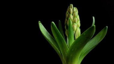 Sümbül çiçeği. Hareket halinde çekim.