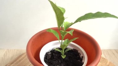 Genç bir portakal ağacı. Hareket halinde çekim.