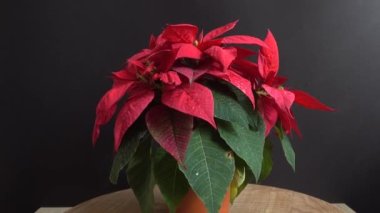 Poinsettia. Noel çiçeği. Hareket halinde çekim.