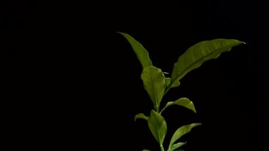 Genç bir portakal ağacı. Hareket halinde çekim.