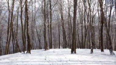 Ormanda karlı ağaç dalları.