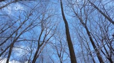 Ormanda karlı ağaç dalları.