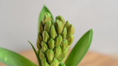 Sümbül çiçeği. Hareket halinde çekim.