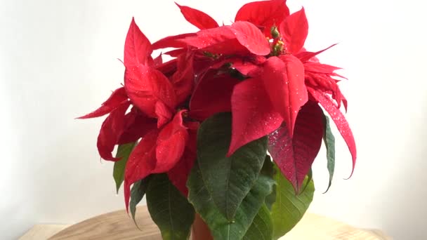 Poinsettia 圣诞之花射击在动 — 图库视频影像