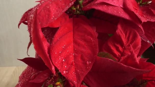 Poinsettia Julblomma Fotografering Rörelse — Stockvideo