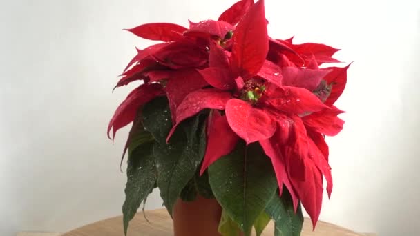 Poinsettia Christmas Flower Shooting Motion — Stock Video