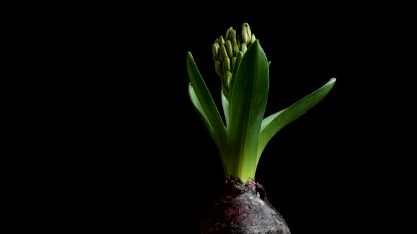 Flor Jacinto Disparos Movimiento — Vídeos de Stock