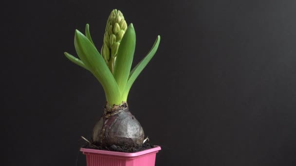 Квітка Гіацинта Стрілянина Русі — стокове відео